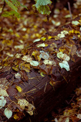 autumn leaves on the ground