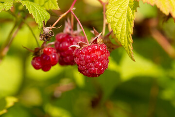 Fruits of raspberry and green leaves on a bush branch on a blurry green background
