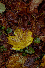 autumn leaves on the ground