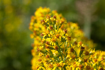 Close up of the blooming yellow inflorescence of Solidago canadensis, known as Canada goldenrod or Canadian goldenrod.