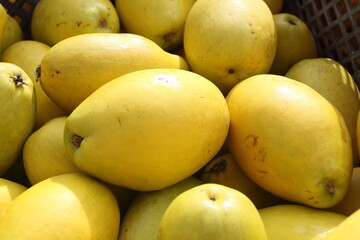 花梨の実（かりん）秋の実り