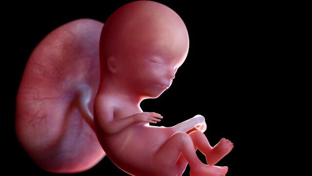 3d rendered animation of a human fetus week 12