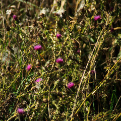 różowe kwiaty  © artur