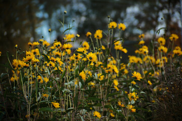 Dużo żółtych kwiatów, mocny bokeh, krajobraz
