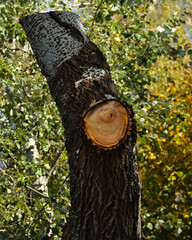 Suche drzewo, mocny bokeh  © artur