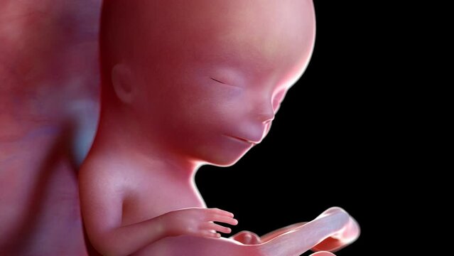 3d rendered animation of a human fetus week 13