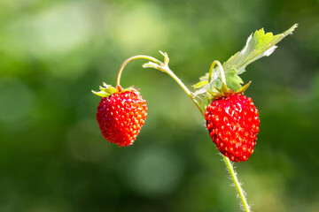 A wild strawberry growing in a forest. Red strawberry fruit and two green strawberries on a blurry green background.
