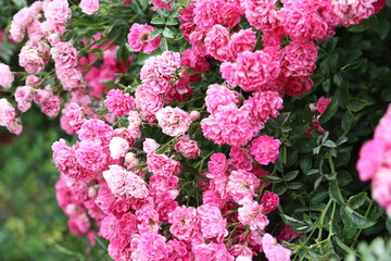 Bush of pink roses