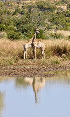 Naklejka na ściany i meble Giraffe, Pilanesberg National Park, South Africa