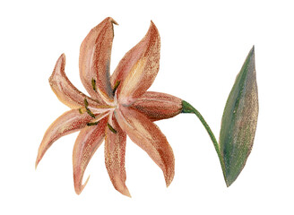 Watercolor flower lily with leaf on white background for decorations textiles and papers.