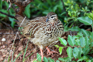 Crested Francolin, Pilanesberg National Park, South Africa 