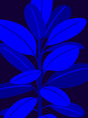 night blue rubber tree plant print , vector illustration