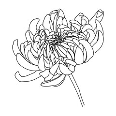 Flower One Line Drawing. Floral Minimalistic Style. Nature Symbol. Botanical Print. Continuous Line Art. Flowers Print. Minimalist Botanical Drawing. Vector EPS 10.