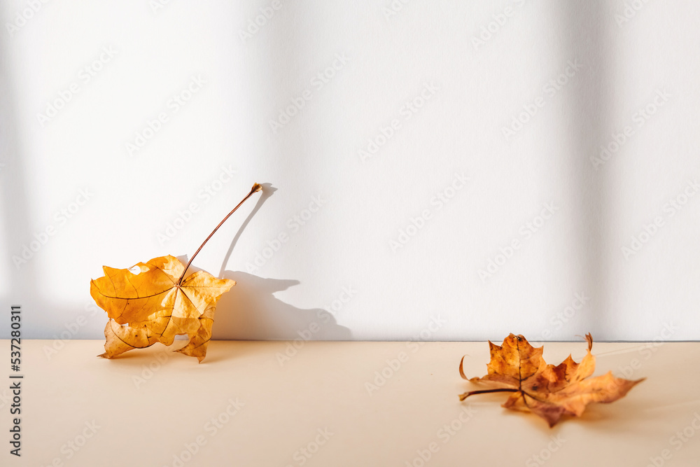 Poster abstract autumn studio background with maple tree leaves and shadows on wall.