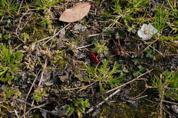 Fallen leaves　