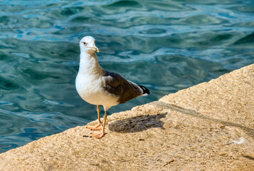 yellow-legged gull - Larus michahellis in the port of Fazana in Croatia.
