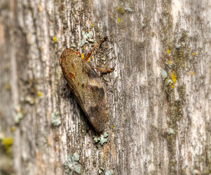 Brown froghopper insect camouflaged on textured tree bark covered with delicate lichen