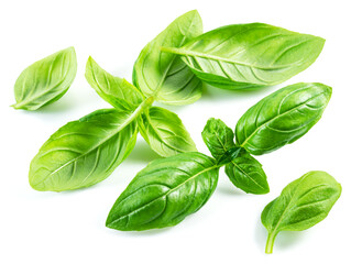 Macro shot of fresh green basil leaves isolated on white background.