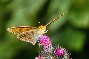 close up view of a silver-washed fritillary  - Argynnis paphia - butterfly