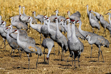 Sandhill cranes - New Mexico