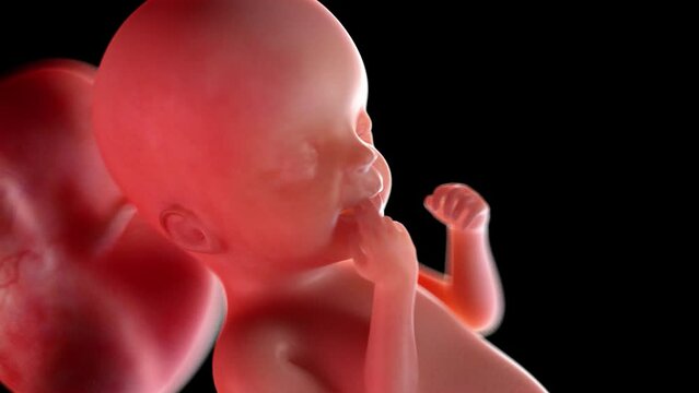 3d rendered animation of  a human fetus week 23