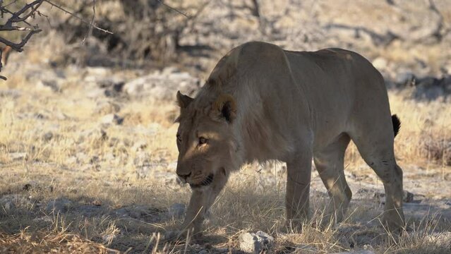 Young lion walking and sniffing in the Etosha National Park, Namibia in Africa.