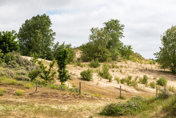 Fototapeta na wymiar Flemish nature reserve with dunes and green vegetation