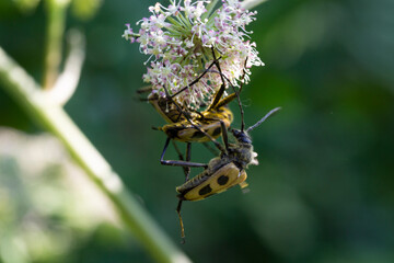 Two insects (leptura quadrifasciata) coputating on a Angelica flower
