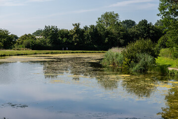 Fototapeta na wymiar Scenic view over green water pond, waterplants and trees