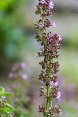 Blooming thym, thumus vulgaris. Green and purple macro