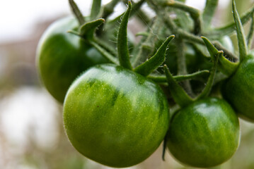 Fototapeta premium Macro photo of green, unripe bunch of cherry tomatoes