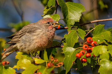 House Finch
