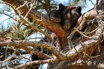 Black Bear - Perch © Bernie Duhamel
