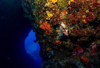 Fototapeta na wymiar Diving Zakynthos . Divespot 