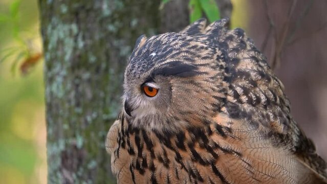 Eurasian Eagle Owl Closeup Clip