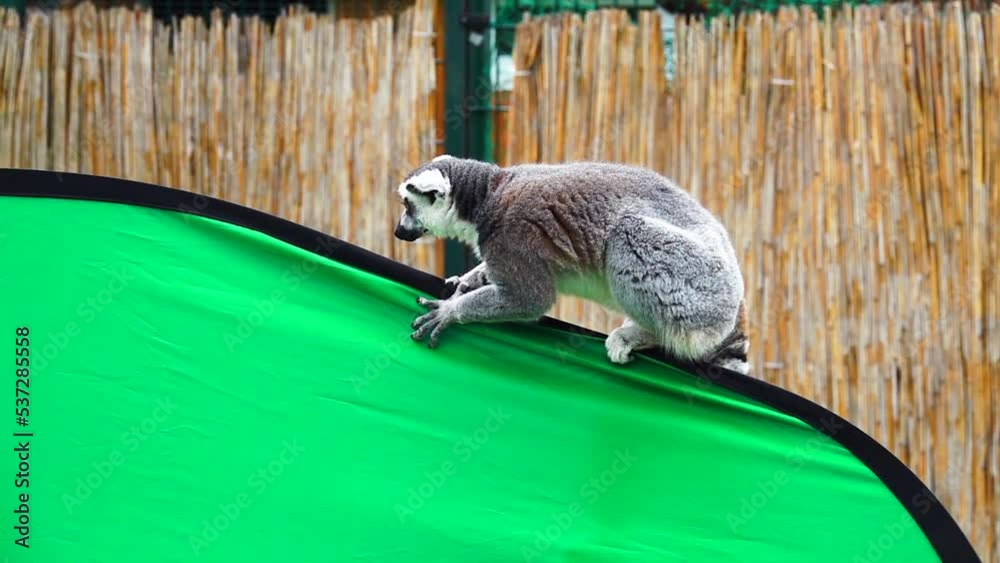 Poster ring tailed lemur walks on the green screen and falls. slow motion