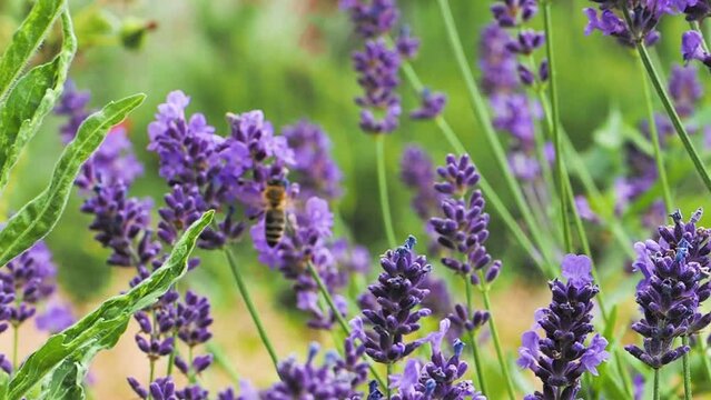Lavendel und Bienen - lavandula angustifolia 