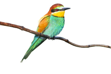 beautiful colorful bird isolated on white