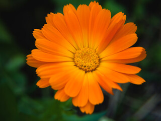 Calendula. Marigold flower close-up. Healing herbs