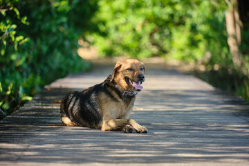 Sur le pont repos canin