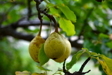 Juicy pear fruits on branches in autumn on a bright day. Pear harvest in the garden.