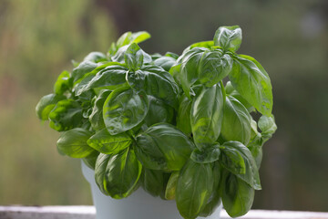 Fresh basil on a dark background. Green basil. Green basil on a dark background. Food background.