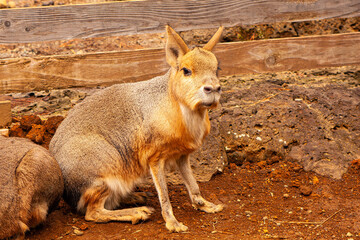 楽寿園どうぶつ広場　マーラ