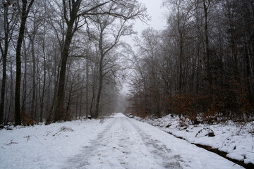 Snowy walkway in the forest on a foggy day in winter