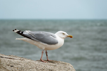 Fototapeta na wymiar european herring gull larus argentatus perched on a rock with a blurred background of sea and sky