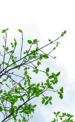 Fresh and green leaves with a sky background for the wallpaper.