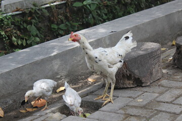 mother hen and chicks looking for food
