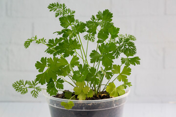 Petroselinum crispum in pot with white background