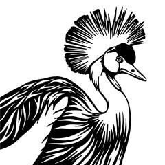 Grey crowned crane, Portrait of crowned crane. Sketch. Engraving style. Vector illustration.