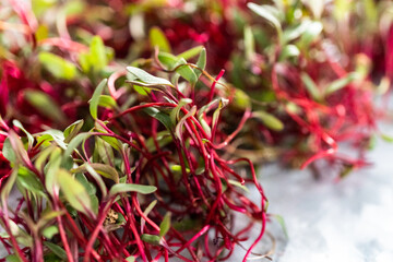 Radish microgreens